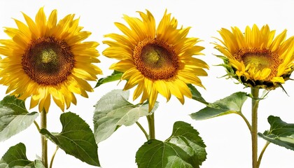 sunflower flowers set isolated png with transparent background flat lay without shadow - obrazy, fototapety, plakaty