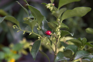 Sarcococca, sweet box or Christmas box, flowering plant in the box family Buxaceae, native to eastern and southeastern Asia and the Himalayas, branches with buds and fruit, berry 