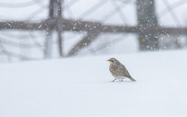 Bird in a Snow Storm