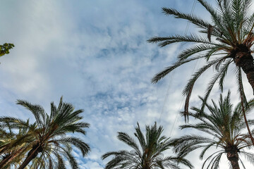 Fototapeta na wymiar Palm leaves against blue sky. View from bottom to top. High quality photo