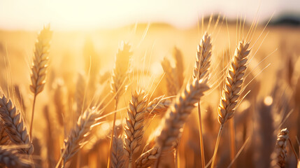 Warm sunshine shines on ripe wheat ears
