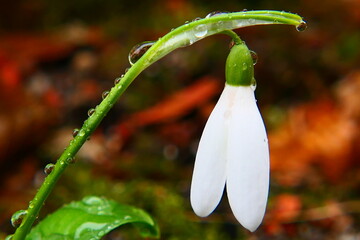 Blüte des Schneeglöckchen, Frühlingsboten