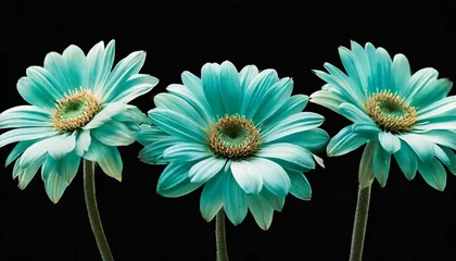 Fotobehang 3 surreal exotic high quality turquoise flowers macro isolated on black greeting card objects for anniversary wedding mothers and womens day design © Holly