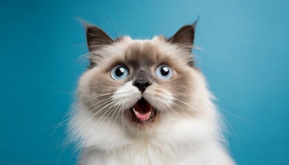 studio portrait of ragdoll cat shocked and surprised looking at camera with mouth open on blue background with copy space for advertisement