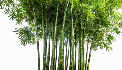 a group of fresh green bamboo trees isolated on white background 3d illustration