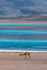 desert landscape of the highlands of Chile