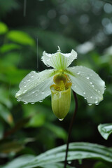 Paphiopedilum orchid in the rain, White as jade