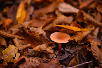 Tiny mushroom growing alone in the forest. A small living organism through the colored leaves in a rainy day during fall season