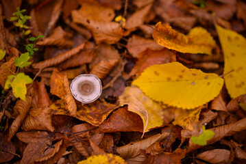 Tiny mushroom growing alone in the forest. A small living organism through the colored leaves in a rainy day during fall season