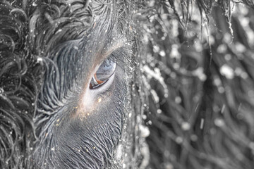 The Calf's Eye in Color