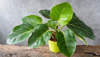 green leaves of fiddle leaf fig tree ficus lyrata the popular ornamental tree tropical houseplant