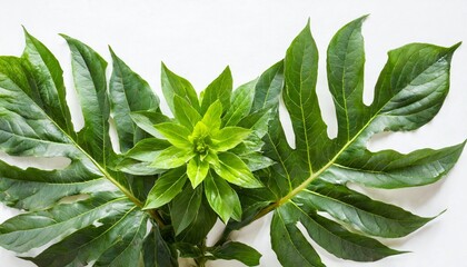 green plant isolated on a white background view from above - obrazy, fototapety, plakaty