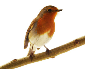 Close-op photo of Red Robin bird standing on a branch, isolated on a white background