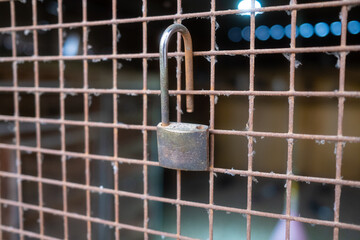 Snail with Brown Shell Crawling on a Measuring Scale
