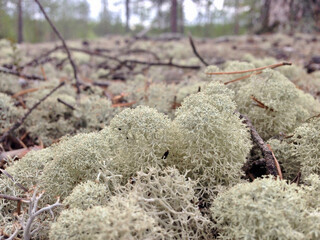 moss covered with frost