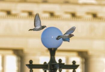 pigeons by the light