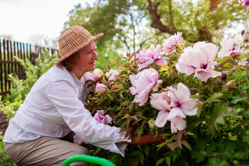 Senior gardener admires tree peonies in bloom in spring garden. Woman hugs flowers enjoying nature....