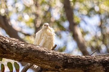 White Hawaiian Bird