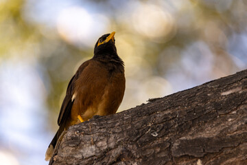 Bird in Hawaii