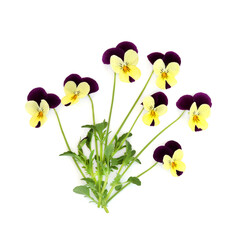 Purple yellow pansy flower plant Panola variety on white. Floral edible food decoration, herbal medicine. Treats dandruff, itching, cradle cap, acne, purifies blood, skin disorders, psoriasis.