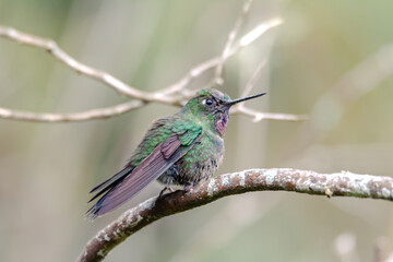 Tourmaline Sunangel