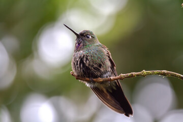Tourmaline Sunangel