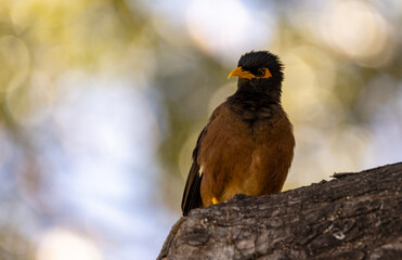 Colorful Hawaiian Bird