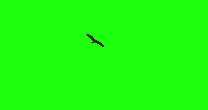 Buzzard bird flying wings spread green screen