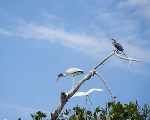 Birds on the tree