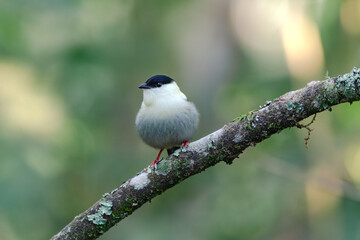 White-bearded Manakin