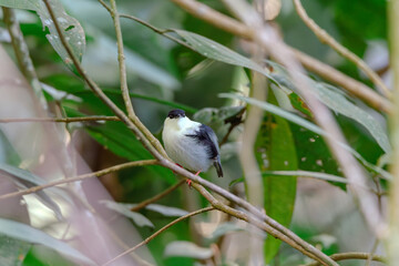 White-bearded Manakin