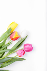 Colorful, fresh, spring tulip flowers on white background. Copy space for a text