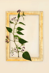 
Deadly Nightshade plant with flowers and green berries with gold frame on hemp paper background. Poisonous wildflower also used in alternative herbal medicine remedies. Belladonna.