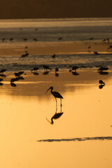 Sunset backlighting of a bird on a lagoon creating a perfect reflection