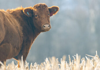 Wagoo Beef