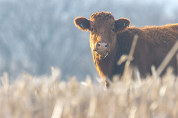 Wagoo Beef