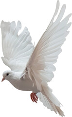 Graceful White Dove Soaring Through the Air