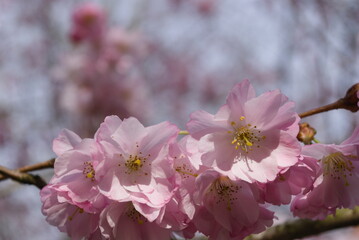 Pink flower blossom of japanese sakura - Prunus serrulata 