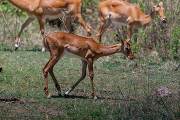 wildlife at lake Manyara in Tanzania