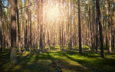 Photo of a forest with the sun setting through the trees, selective focus.