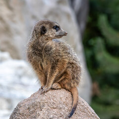 Naklejka na ściany i meble Meerkat, Suricata suricatta sitting on a stone and looking into the distance