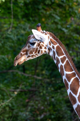 The giraffe, Giraffa camelopardalis is an African mammal