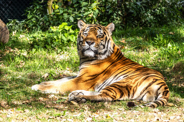 The Siberian tiger,Panthera tigris altaica in a park