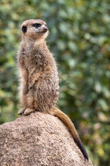 Meerkat, Suricata suricatta sitting on a stone and looking into the distance