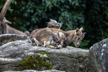 Young baby mountain ibex or capra ibex on a rock
