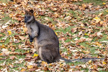 Swamp Wallaby, Wallabia bicolor, is one of the smaller kangaroos
