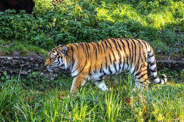 The Siberian tiger,Panthera tigris altaica in a park