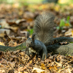 Grey squirrel, Sciurus at Old North Cemetery of Munich, Germany