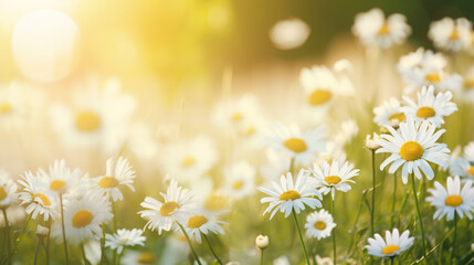 Image of a sunlit field of daisies