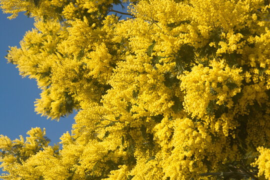 Acacia dealbata in bloom, Acacia derwentii  with yellow flowers , mimosa tree